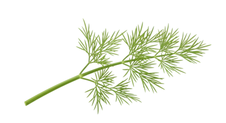 Fresh dill sprig isolated on black background for culinary and herbal uses