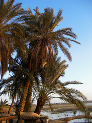 Egypte, coucher de soleil sur l'Oasis de Siwa