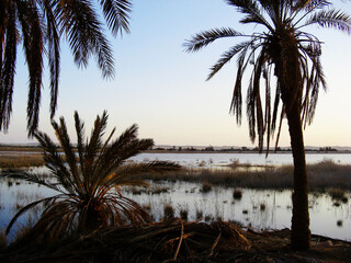Egypte, coucher de soleil sur l'Oasis de Siwa