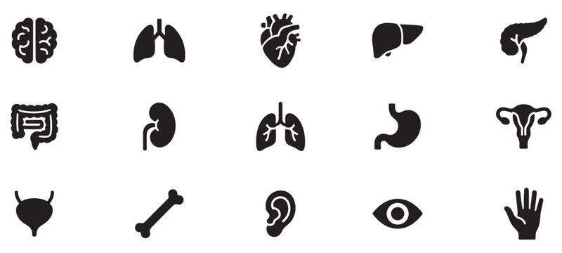 Human organ, anatomy icon set. Vector glyph pictograms of brain, heart, lungs, liver, stomach, intestine, kidney medical, healthcare, and biology concept black silhouette illustration. EPS 10
