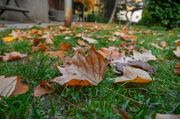 Fallen Autumn Leaves Lying on Green Grass
