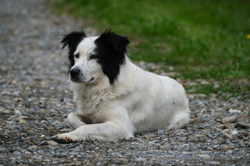 Cute Border Collie dog sits quietly with a calm and gentle expression