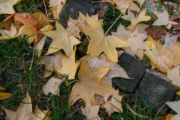 A Carpet of Fallen Maple Leaves in Autumn