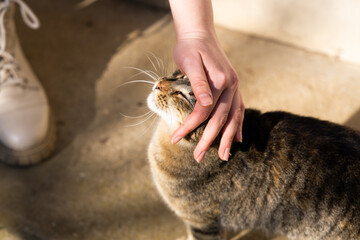 Close-up of a relaxed tabby cat enjoying gentle petting outdoors, showing contentment and affection. Female hand stroking a happy cat in warm natural sunlight.