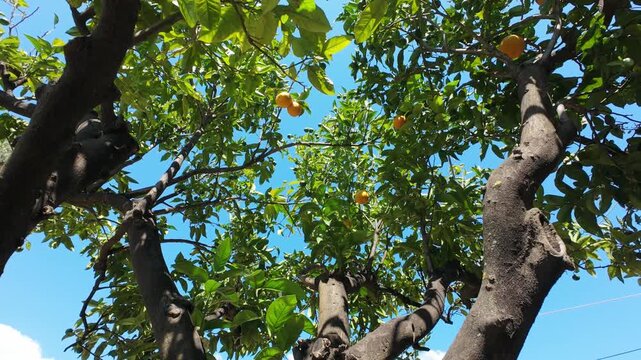 Close-up of an orange tree gently moving in the summer breeze, with cicadas softly chirping in the background