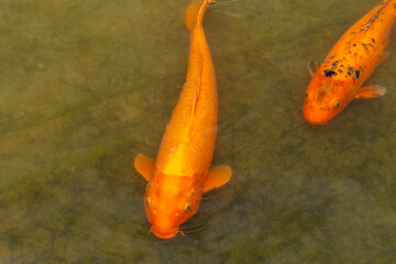Santiago de Chile Chile  The Bicentennial Park of Vitacura koi fishes in the pond Cyprinus carpio koi.
