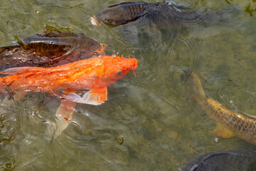 Santiago de Chile Chile  The Bicentennial Park of Vitacura koi fishes in the pond Cyprinus carpio koi.
