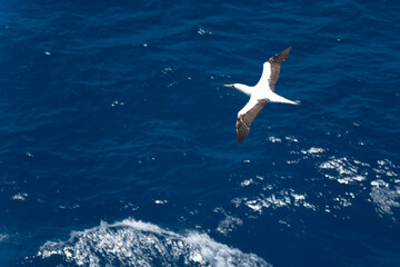Alcatraz bird Morus bassanus  flying over the Atlantic ocean in Rio de Janeiro Brazil