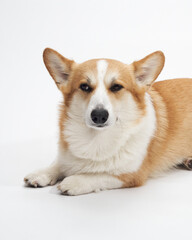 Side view of corgi lying down in studio with head up and eyes forward
