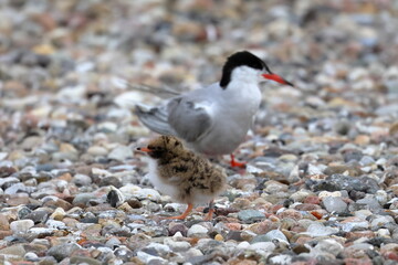 common tern chick