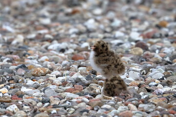 common tern chick