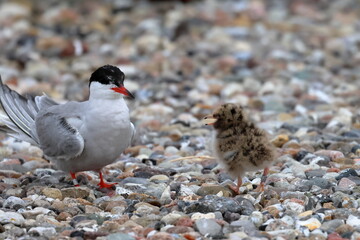 common tern chick