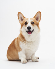Straight portrait of happy corgi sitting in white high key studio