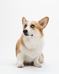 Welsh corgi sits calmly and upright with white seamless background