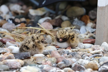 common tern chick