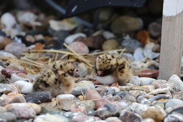 common tern chick