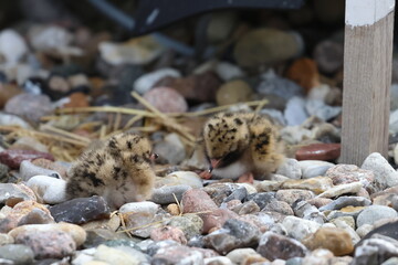 common tern chick