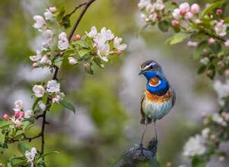 male bluethroat bird sits in a spring garden on blossoming branches of an apple tree