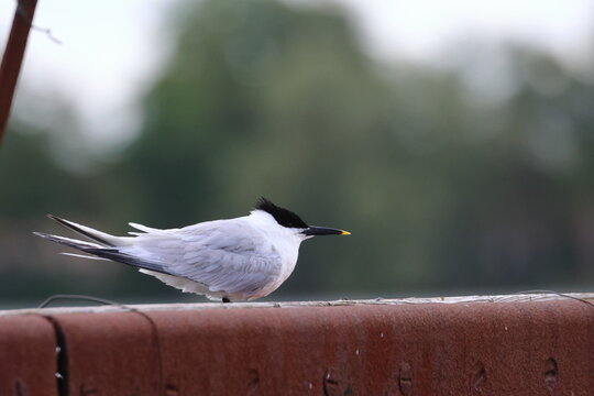 sandwich tern