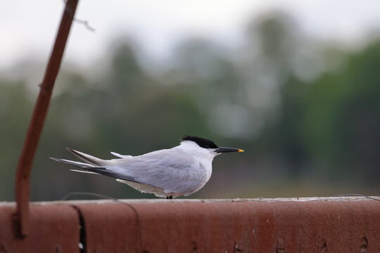 sandwich tern