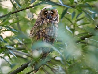 Uszatka (zwyczajna), sowa uszata, Asio otus, long-eared owl © filozofgrecki