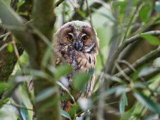 Uszatka (zwyczajna), sowa uszata, Asio otus, long-eared owl
