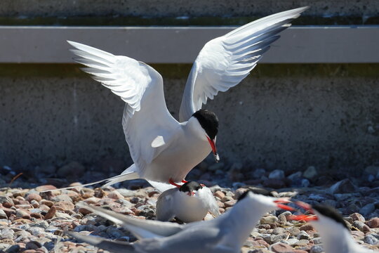 common tern - Powered by Adobe