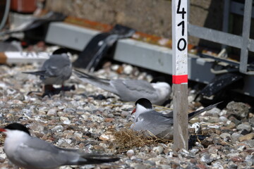 common tern