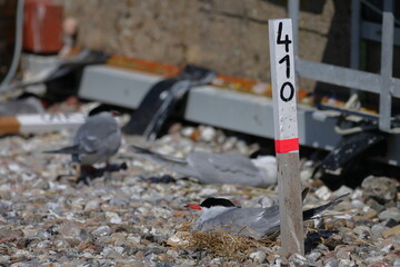 common tern