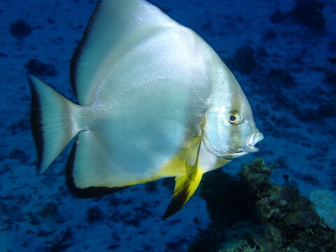Curious batfish 