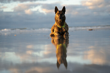 Brindle Dutch Shepherd reflection portrait on the beach in the sunset