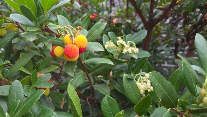 Vibrant strawberry tree with ripe red and yellow fruits and green foliage in garden setting. Arbutus unedo, strawberry tree, madrone, strawberry berries