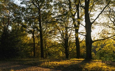 Naklejka premium English Autumn