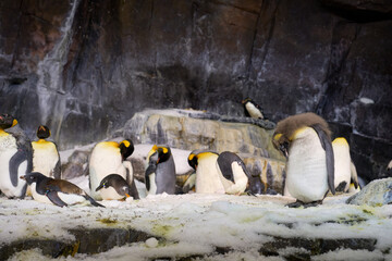 A group of penguins gathers on snowy rocks inside a cold habitat. A fluffy chick stands in the foreground while adults rest and preen.