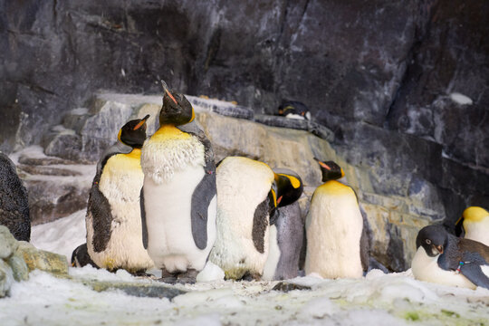 A king penguin stands in the foreground while another penguin rests nearby. Snow, ice, and rock create a crisp polar setting. - Powered by Adobe