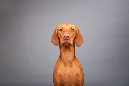 Portrait of a young golden rust Vizsla Sitting in front of a grey background