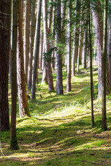 Bavarian Forest Path during autumn season 