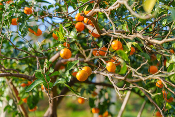 Mandarin Grove with Ripe Fruit on Mossy Trees