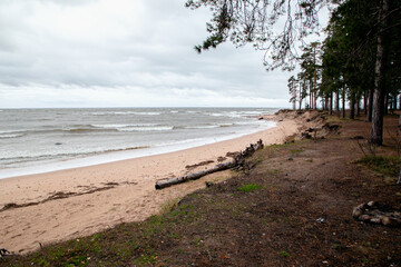 View of the coast in the strong wind of the Gulf of Finland in cloudy weather.