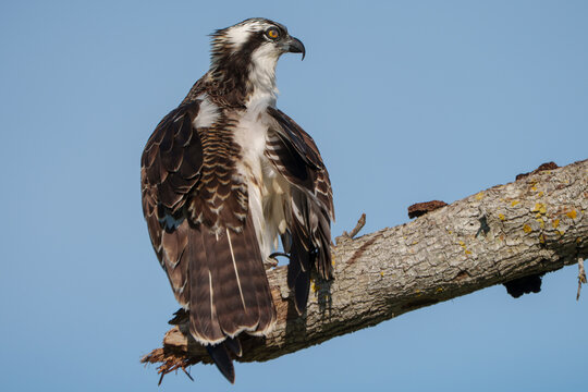 Osprey on nest during breeding season in South West Florida
