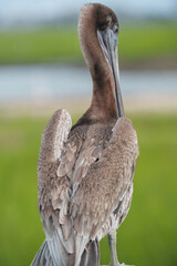 Brown Pelican Perched by Dock, South Carolina, Summer. 