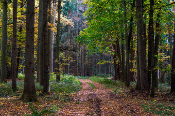 Obraz premium Bavarian Forest Path during autumn season 