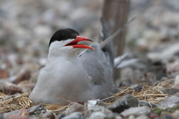 common tern