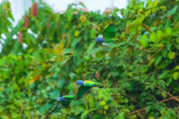Blue-headed Parrot Pionus menstruus flying in Manu national park, Peru. High quality photo, 4 k resulotion.
