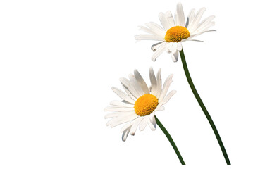 2 Margariten, freigestellt als PNG-Datei