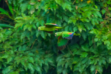 The mealy amazon or mealy parrot (Amazona farinosa) is among the largest parrots in the genus Amazona, the amazon parrots. Flying. Peru, Manu park. © Miroslav Srb