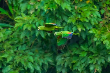 Fototapete Papagei The mealy amazon or mealy parrot (Amazona farinosa) is among the largest parrots in the genus Amazona, the amazon parrots. Flying. Peru, Manu park.  © Miroslav Srb