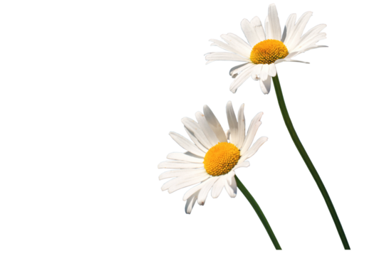 2 Margariten, freigestellt als PNG-Datei