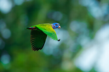 Blue-headed Parrot Pionus menstruus flying in Manu national park, Peru. High quality photo, 4 k resulotion.
