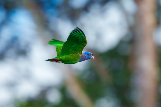 Blue-headed Parrot Pionus menstruus flying in Manu national park, Peru. High quality photo, 4 k resulotion.
